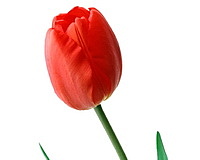 Tulipa (Тюльпан)