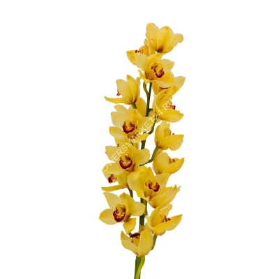 Орхидея Цимбидиум жёлтая (70 см)