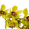 Орхидея Цимбидиум лимонная (70 см)