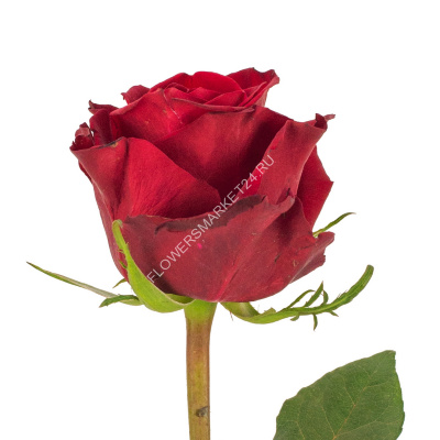 Роза Мадам Ред (70 см)