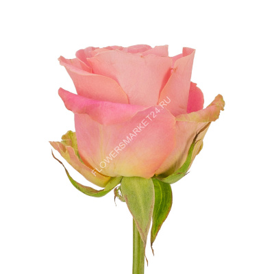 Роза Белла Роуз (70 см)