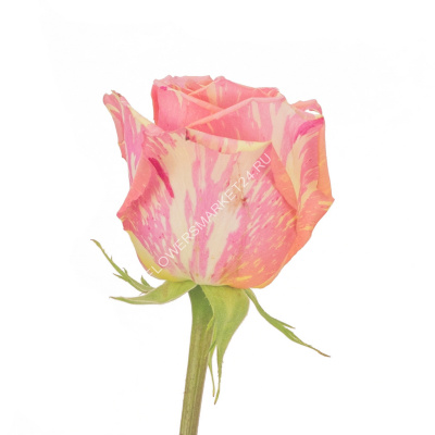 Роза Фиеста (60 см)