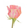 Роза Фиеста (60 см)